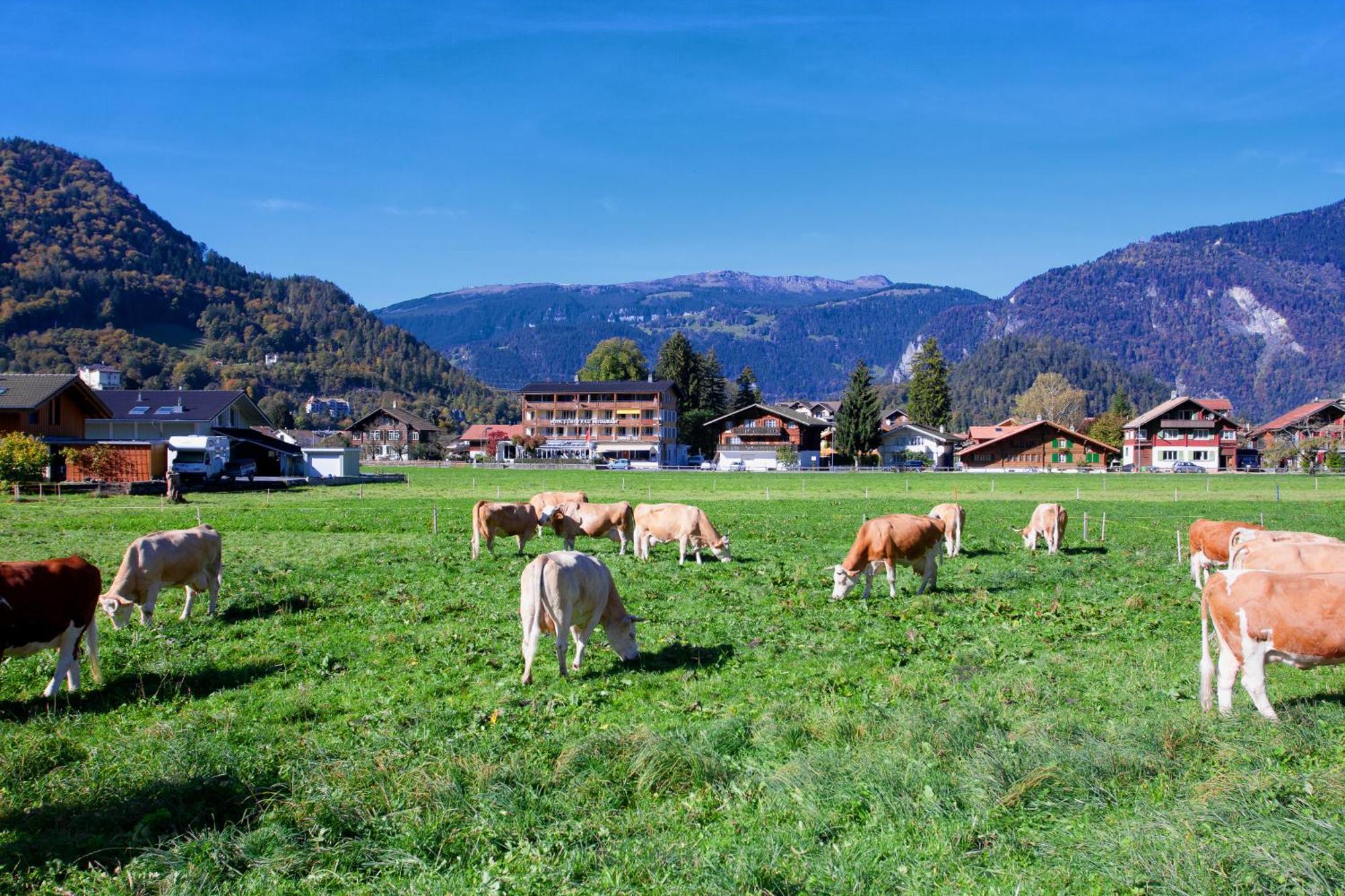 Jungfrau Hotel Wilderswil Exterior photo